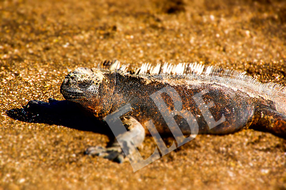 PuertoEgas_187_20131110P