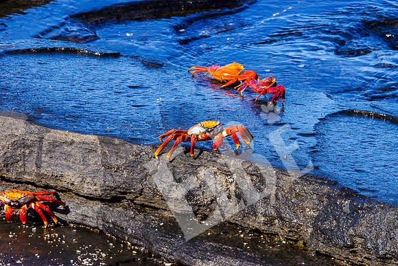 PuertoEgas_156_20131110B