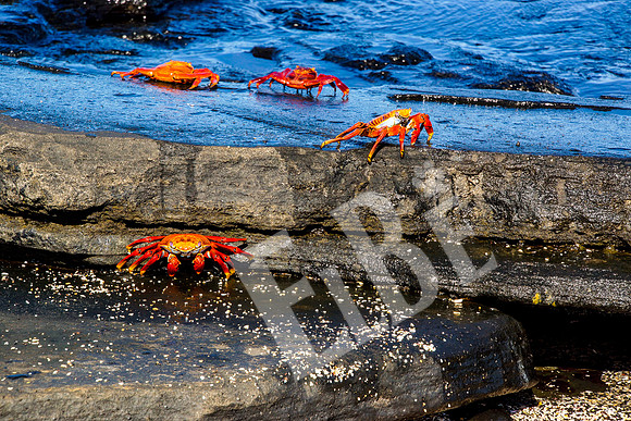 PuertoEgas_331_20131110P