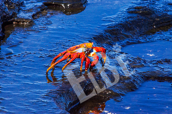 PuertoEgas_163_20131110B