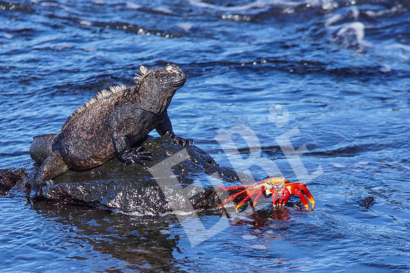 PuertoEgas_118_20131110B
