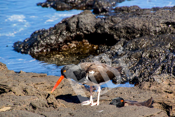 PuertoEgas_357_20131110P