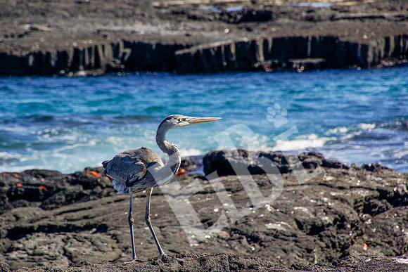 PuertoEgas_397_20131110P