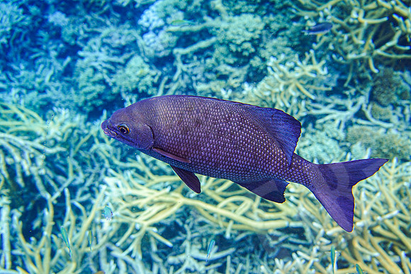 054_PortDouglas_012120