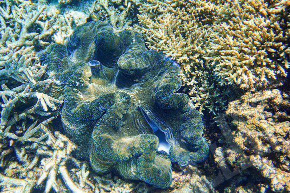 118_PortDouglas_012120