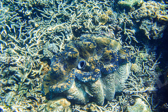 121_PortDouglas_012120