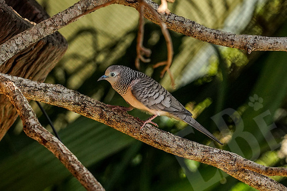 198_PortDouglas_012220