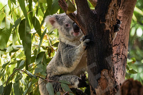 229_PortDouglas_012220