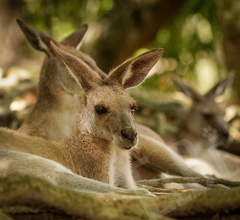 301_PortDouglas_012220