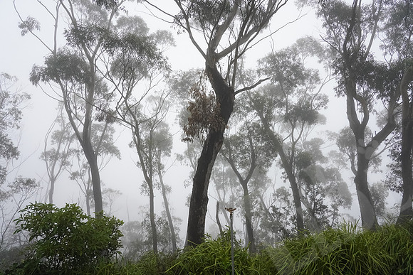 402_Sydney_012720