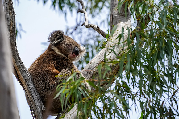 568_Melbourne_012820