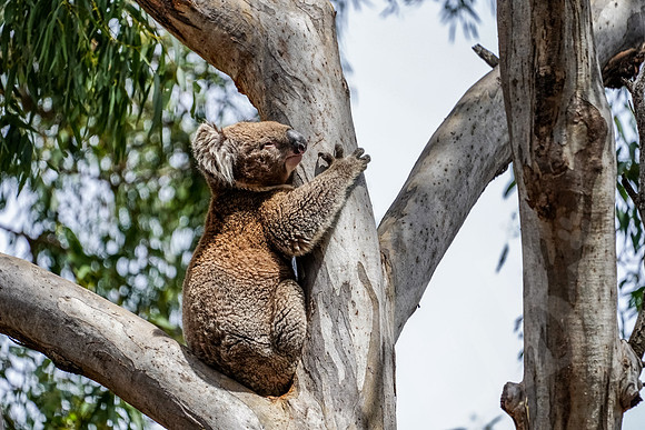 589_Melbourne_012820