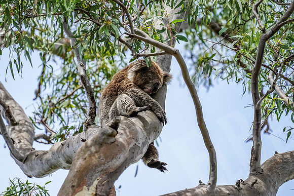 599_Melbourne_012820