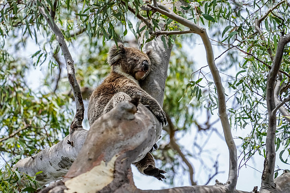 609_Melbourne_012820