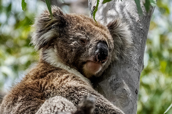 611_Melbourne_012820