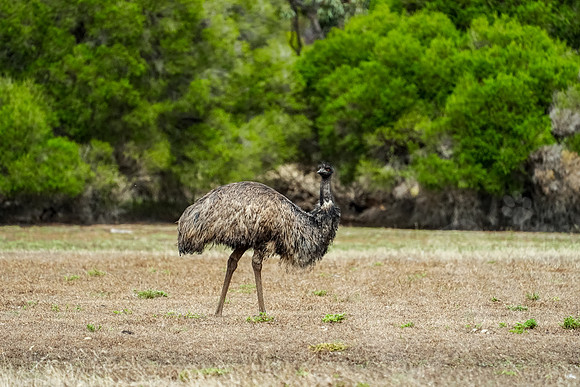 631_Melbourne_012820