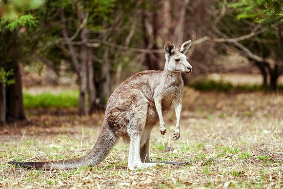 653_Melbourne_012820