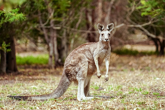 654_Melbourne_012820