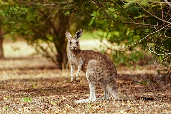 666_Melbourne_012820
