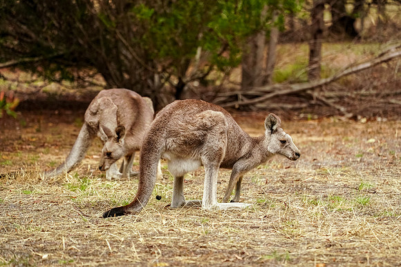 676_Melbourne_012820