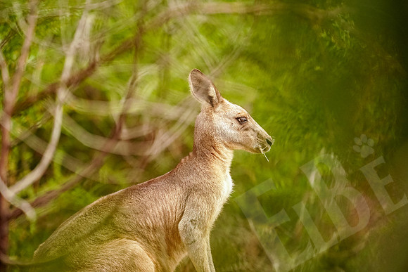 688_Melbourne_012820