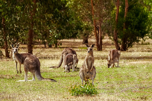 693_Melbourne_012820