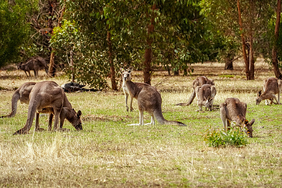 694_Melbourne_012820