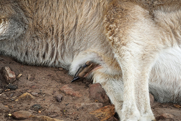847_Tasmania_013020