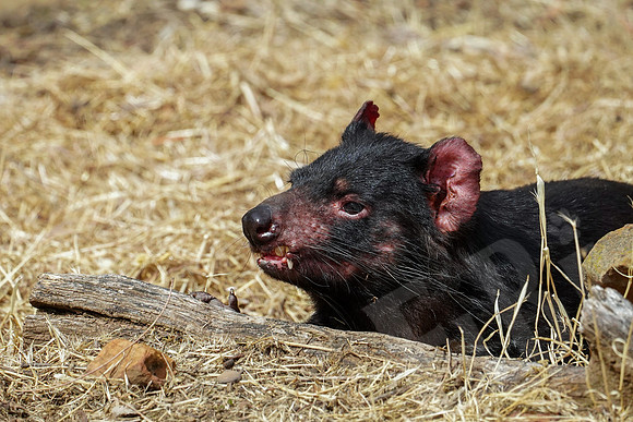849_Tasmania_013020