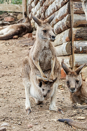 863_Tasmania_013020