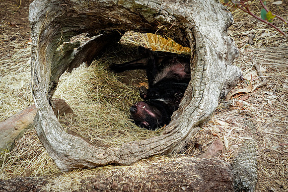 869_Tasmania_013020