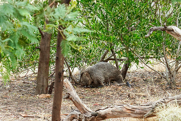 873_Tasmania_013020