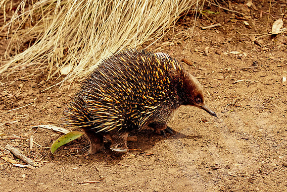 887_Tasmania_013020