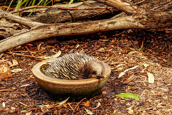 895_Tasmania_013020