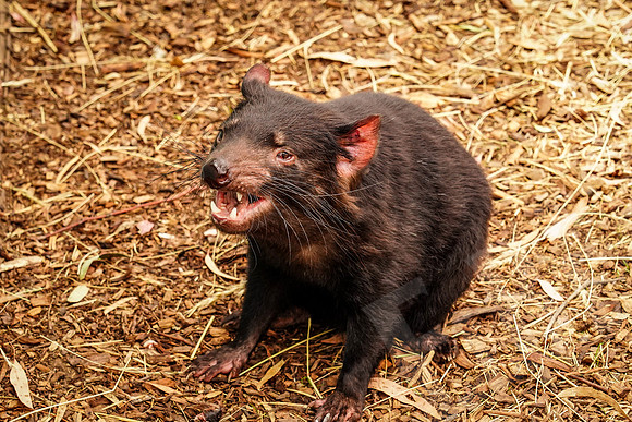 902_Tasmania_013020