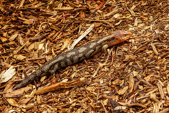 908_Tasmania_013020
