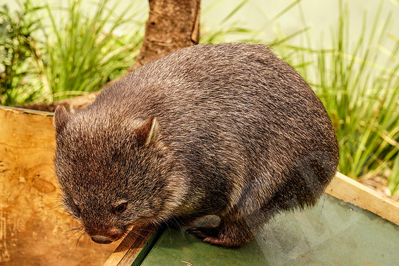 913_Tasmania_013020