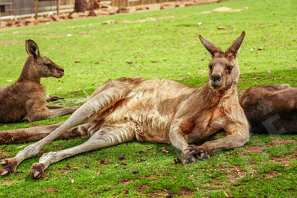 935_Tasmania_013020