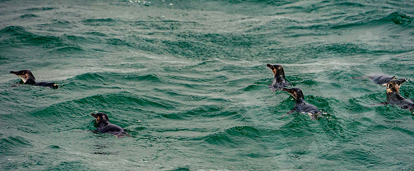0991_Dunedin_020220