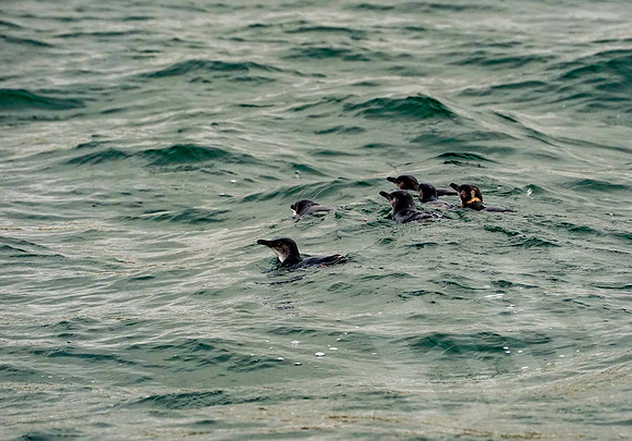 0993_Dunedin_020220