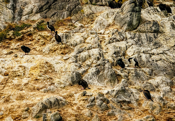 1013_Dunedin_020220