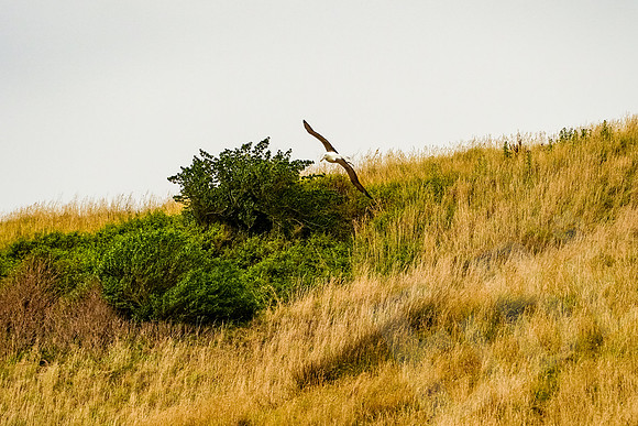 1030_Dunedin_020220