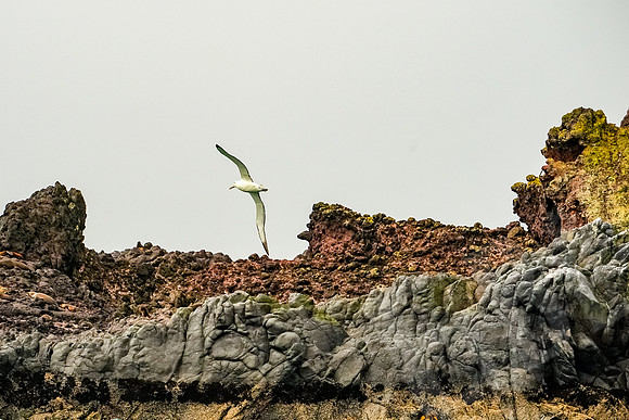 1042_Dunedin_020220