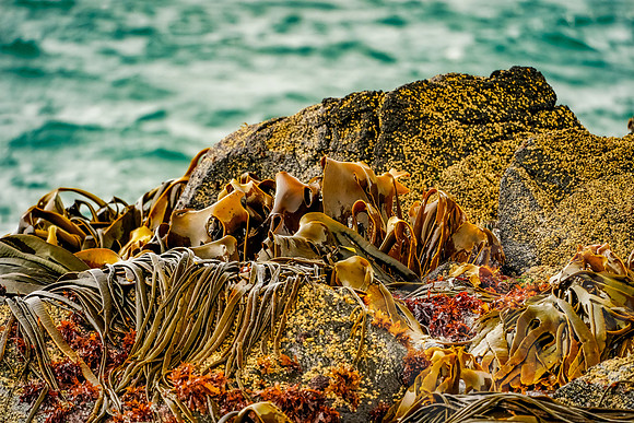 1051_Dunedin_020220