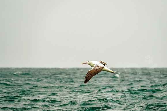 1073_Dunedin_020220