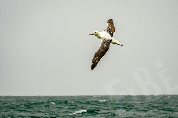 1074_Dunedin_020220