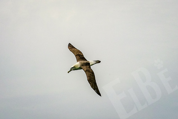 1075_Dunedin_020220