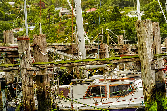 1081_Dunedin_020220