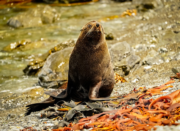 1350_Wellington_020420