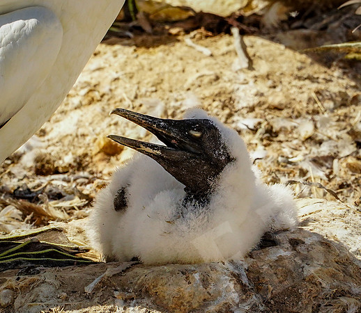 1624_Napier_020520